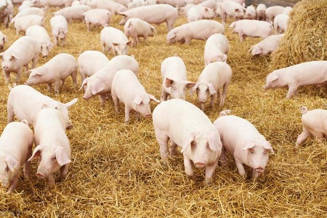 2024养猪展望：复苏中的市场，你准备好了吗？