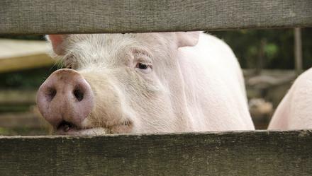细菌喂大的猪被卖到中国？吃后6年病毒才发作？有造谣者在两年前被拘留