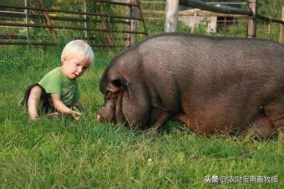 把猪当宠物：买猪一时爽，长肥屠宰场