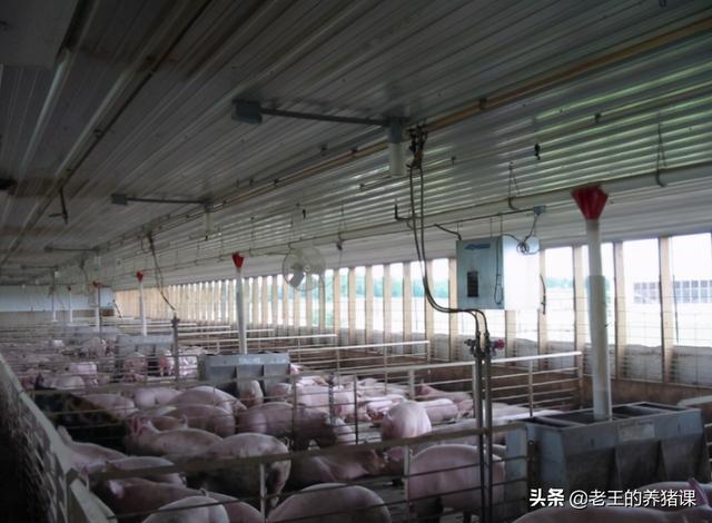 世界最大养猪场年产210万头，是第二名的10倍！场址在哪？