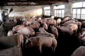 养猪场政府补贴-养猪补贴来了每头猪苗补贴500元，最高3000元，猪价还要跌？