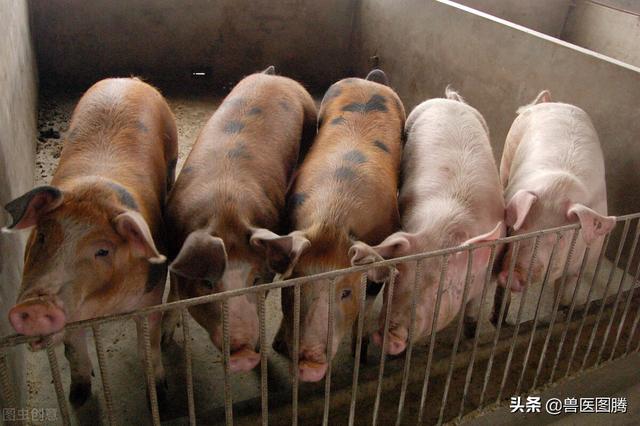 非瘟阴云笼罩下，养猪人卖猪时怎么保障猪场安全，这5点要牢记