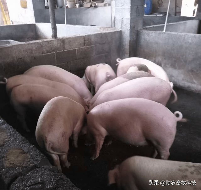 广西农老板将米糠发酵后养猪，猪场不臭猪病少，降本增效猪肉香