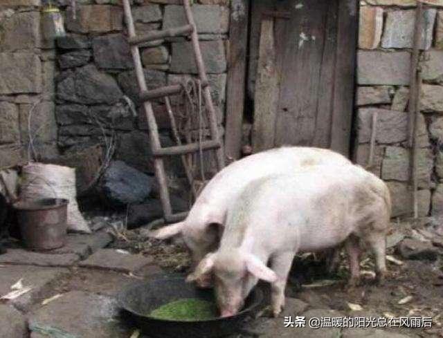 农村的散养猪肉吃起来为什么那么香？