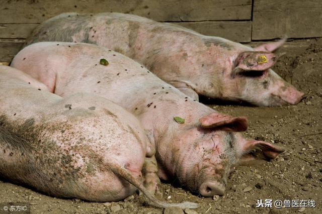 木炭在养猪过程中的妙用，值得养猪户们收藏！