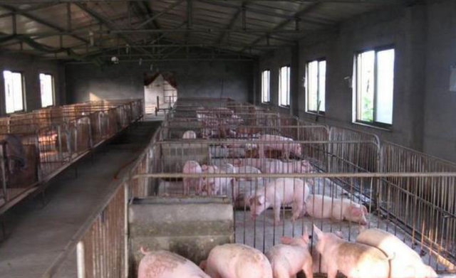 「养猪育肥技术」猪饲料最优配置：青料加精料养猪获高效