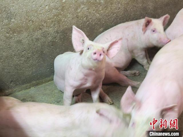 生猪大省吉林持续释放产能 天气转凉利好猪价回升