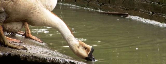 铜鹅能“旱养”，健康少病又环保