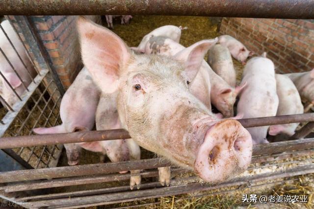 生猪价格大涨，春节前给养猪人一个惊喜，2024年1月30日生猪行情