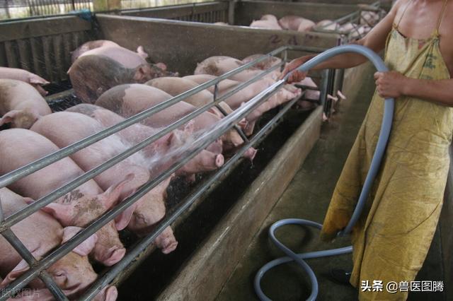 非瘟阴云笼罩下，养猪人卖猪时怎么保障猪场安全，这5点要牢记