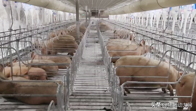 铜仁富之源30万头生猪一体化养殖场正式投产