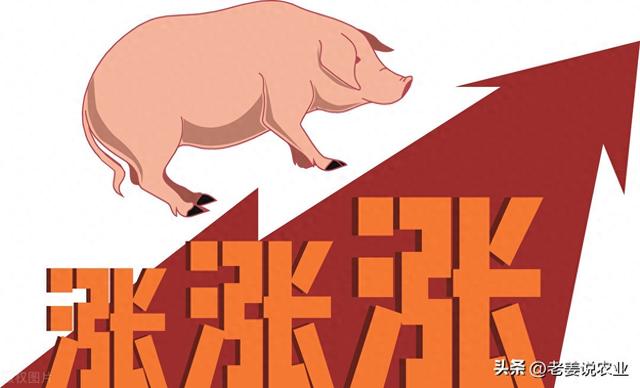 生猪价格大涨，春节前给养猪人一个惊喜，2024年1月30日生猪行情
