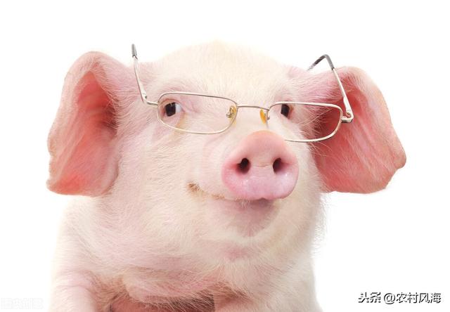 关于新手养猪怎么起步？有哪些注意事项？