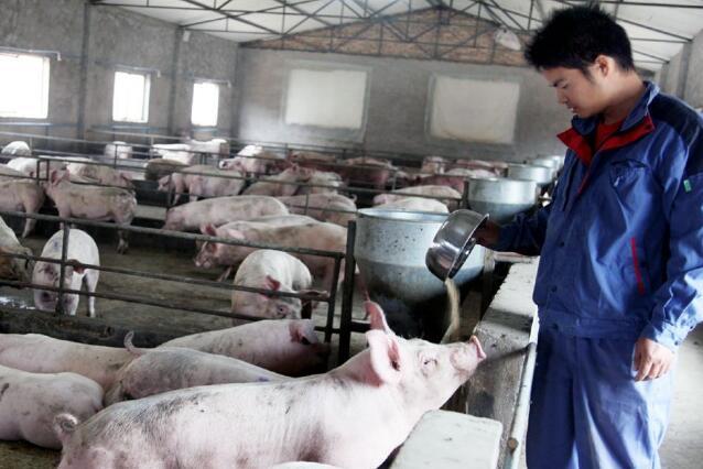 养猪业的3大趋势：农民养猪没有未来？