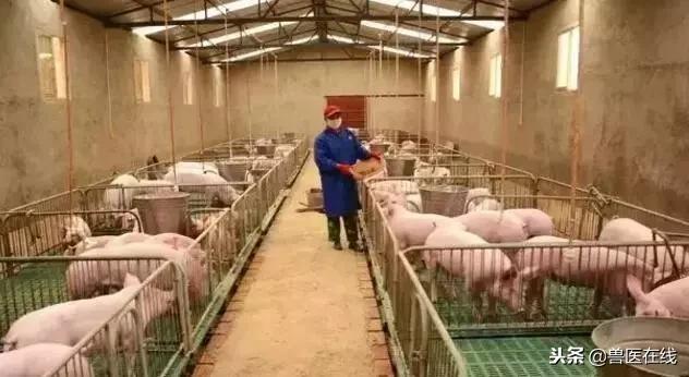 木炭在养猪过程中的妙用，值得养猪户们收藏！