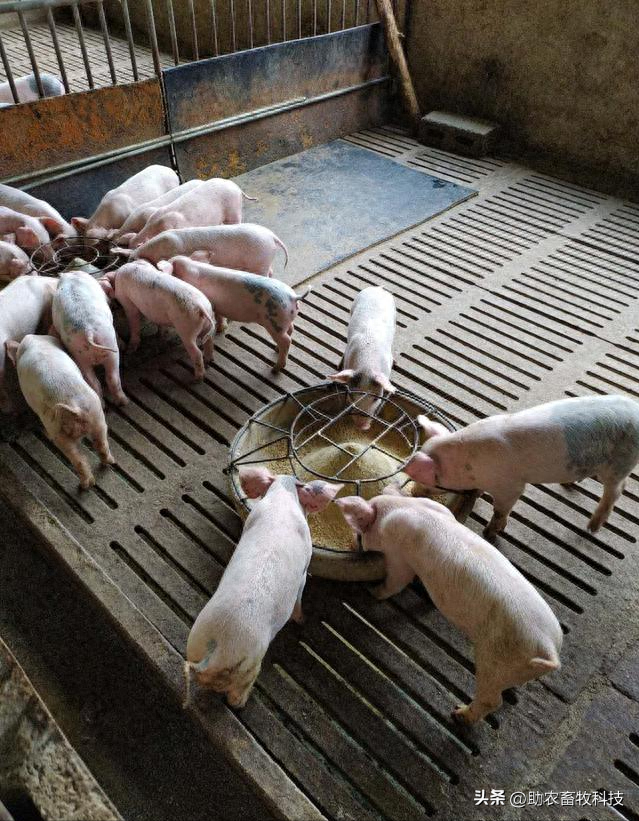 广西这个猪场长期使用发酵中草药喂养，躲过非瘟且猪场不臭猪病少