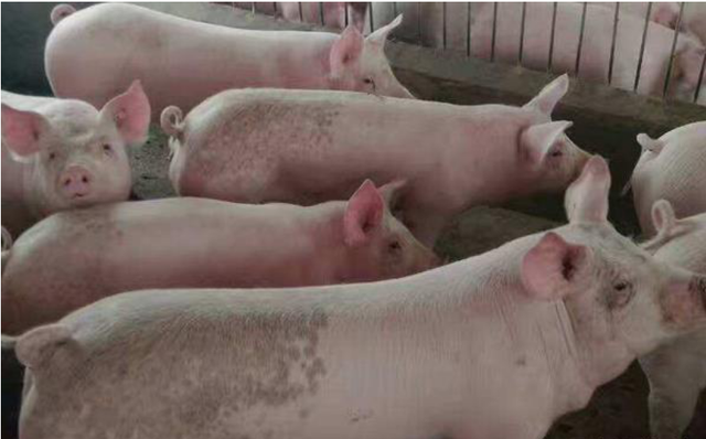 「养猪育肥技术」猪饲料最优配置：青料加精料养猪获高效