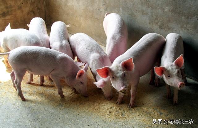 农村养猪场应不应该拆除，国家有政策，养猪户心里有数了