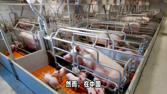 中国最大的养猪基地：21栋6层楼高的猪舍，规模是美国10倍