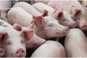 在农村建养猪场，该怎样科学建设？