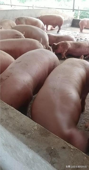 人工种植牧草为什么推荐发酵后喂猪？对比直接鲜喂具体有哪些好处