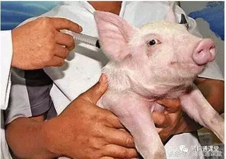 到底我们的猪场该做哪些疫苗？绝对长知识！
