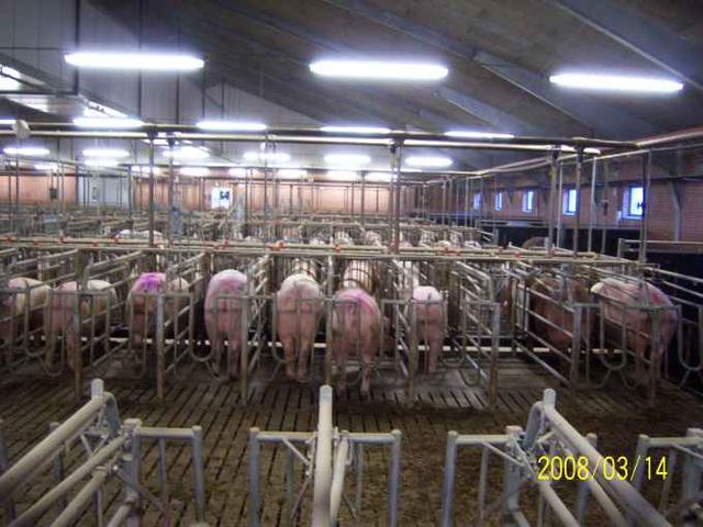 世界养猪强国丹麦的养猪场内景原来是这样，涨姿势了