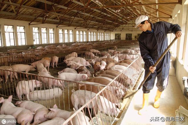 养猪场的猪粪发酵后不光能做有机肥，还可以做鱼饲料，教程简单
