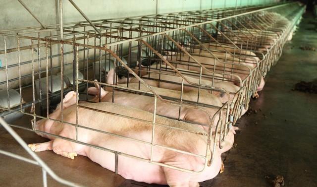 生猪养殖业背后的资本黑幕