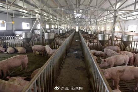 猪舍有温控喂养全自动 现代化养猪场是什么样的？