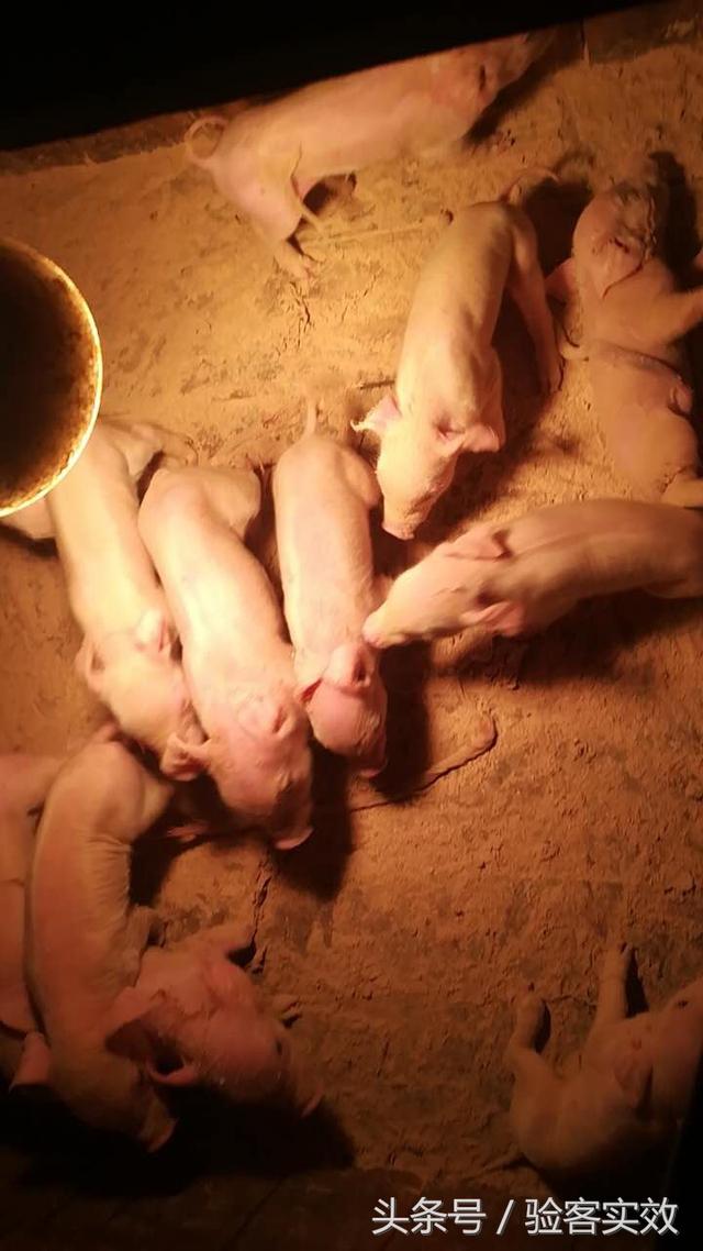 董广林：新乡猪场产程实效方案验证案例反馈！