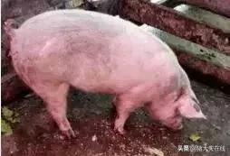 卖猪的骗局这么多，多少养殖户又上当了？