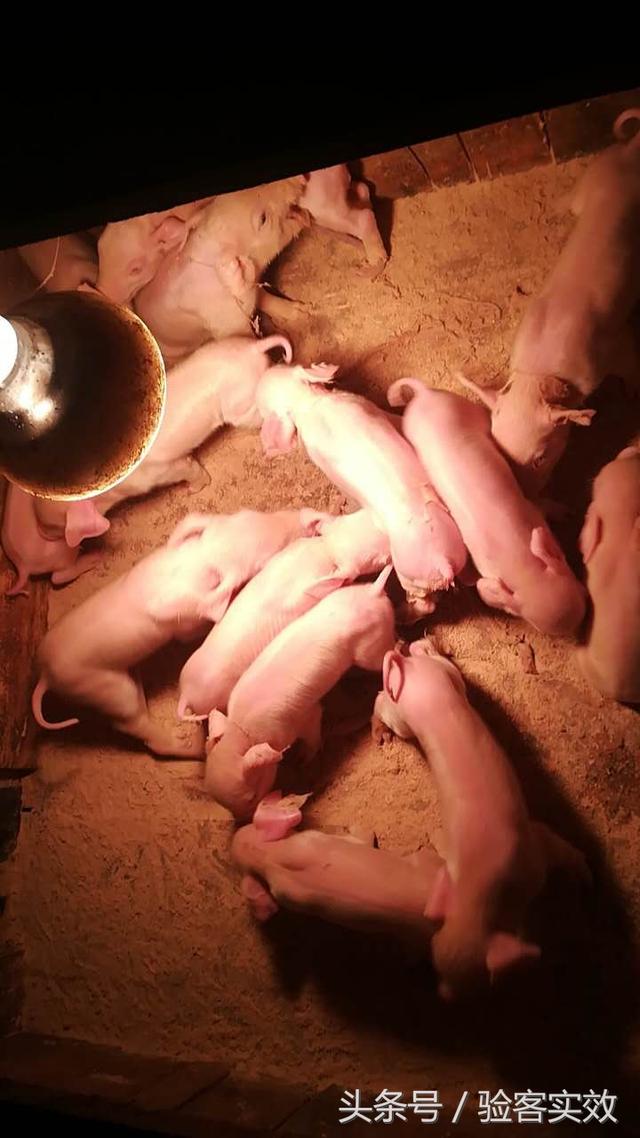 董广林：新乡猪场产程实效方案验证案例反馈！