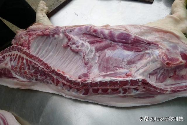 牧草粉碎喂猪是生产高品质猪肉的重要基础，大量现场高清图