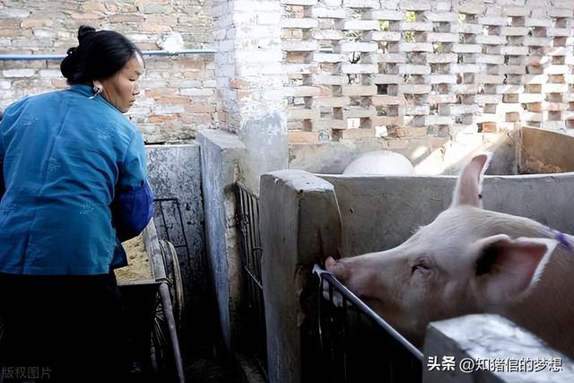 养猪业的无间道 ，2024年劝你们不要再做养猪人了