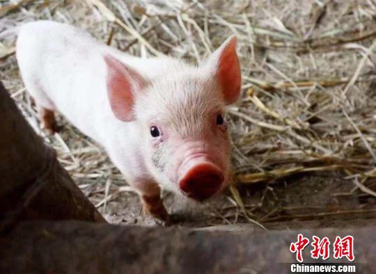 总投资25亿元 四川省生猪规模养殖建设项目集中开工