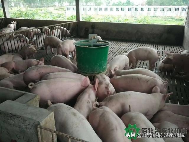 猪用料槽多少钱一个？