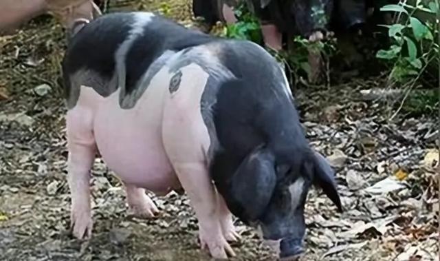 我国养猪史近万年，为何每年进口万头洋种猪？中华土猪都去哪了？