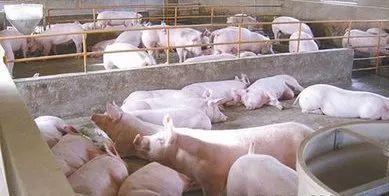 同一棚舍内既养猪又种菜，解决污染难题，效益更高