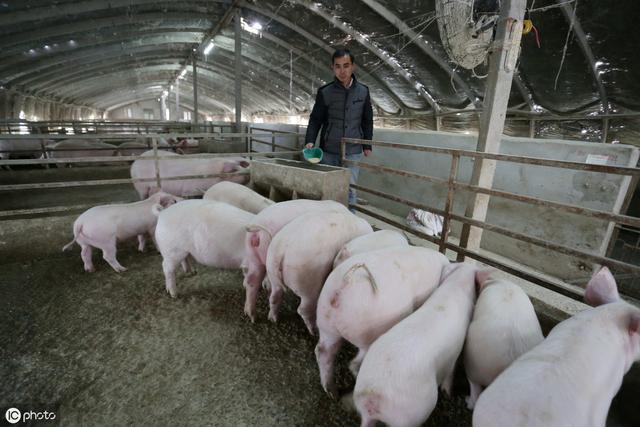 养猪利润翻倍，农民“不让养、不敢养”问题如何解决？看专家咋说