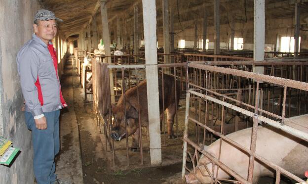 潍坊坊子区：每头赚三千，养猪场扩产，散养户进场谨慎