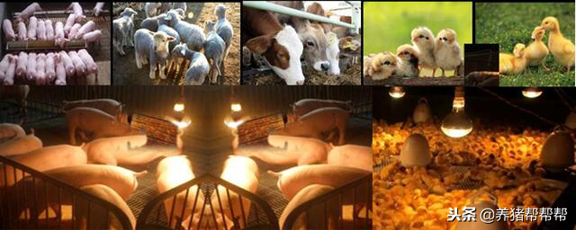 养殖场秋冬季取暖设备-取暖保温灯，确保畜禽安全过冬