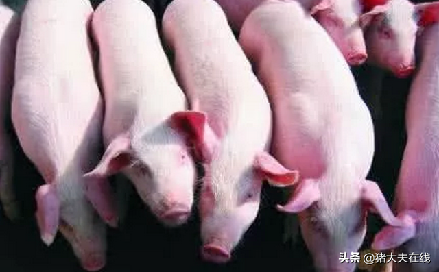 养猪技术：米糠喂猪的正确方式