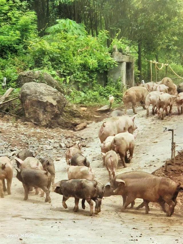 90后村民回乡创业，“散养猪”白天赶进树林吃野果