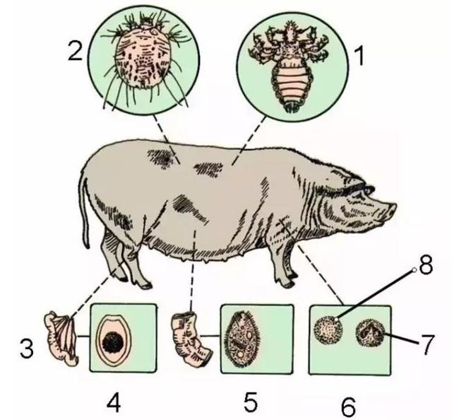 养猪场驱虫用“4+2”驱虫模式，少花钱，办大事，养猪人可了解下