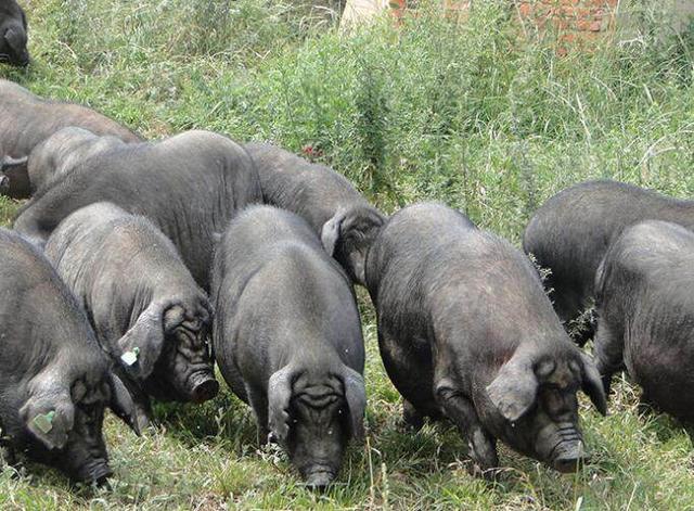 养猪技术：猪群野外生态放养，这4大问题决定成败