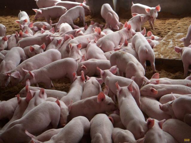 2022年养猪业将面临5大挑战！未来养猪业会有怎样的发展？
