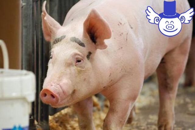 猪舍消毒最完整最科学的套路，这么干猪想生病都难！