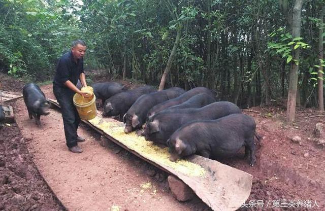 种养结合放养土猪，是农民增收的好方式