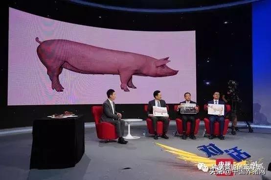 “公司+农户”养猪靠谱吗？中国生猪养殖业未来会是啥样？